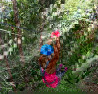 TreeTop Challenge - Sunshine Coast - Accommodation Burleigh