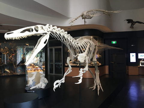 UNE Natural History Museum - Accommodation Burleigh 0
