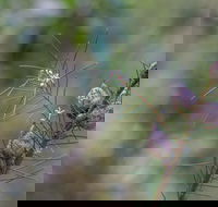 Wallumatta Loop Trail - Accommodation Burleigh