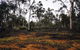 Woylie Walk, Dryandra Woodland - thumb 0