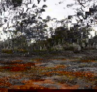 Woylie Walk Dryandra Woodland - Accommodation Burleigh