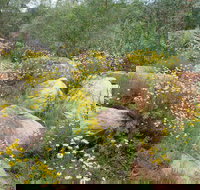 Ben Hall's Cave Walking Track - Accommodation Burleigh