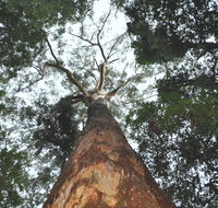 Bird Tree and Benaroon - Accommodation Burleigh