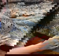 Canberra Reptile Zoo - Accommodation Burleigh