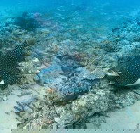 Child Island Dive Site - Accommodation Burleigh