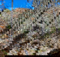 Eualdrie Walking Track - Accommodation Burleigh