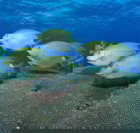 Lodestone Reef - Accommodation Burleigh