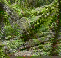 Lyrebird Walking Track - Accommodation Burleigh