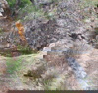 Mill-bullah Walking Track - Accommodation Burleigh