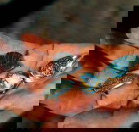 Opalton - Accommodation Burleigh