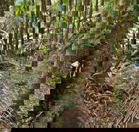Palm Forest Walking Track - Accommodation Burleigh
