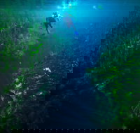 Piccaninnie Ponds Conservation Park - Accommodation Burleigh