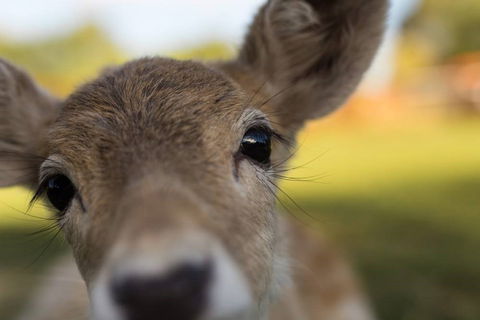Swan Valley Cuddly Animal Farm - Accommodation Burleigh 1