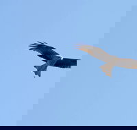 Yanga Lake Red Gum Bird Hide - Accommodation Burleigh