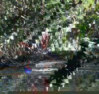 Barra Feeding - Accommodation Burleigh