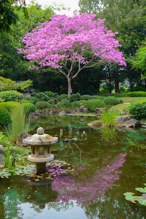 Brisbane Botanic Gardens Mount Coot-tha - Accommodation Burleigh 2