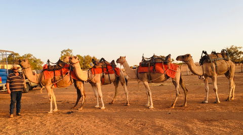 Broken Hill Camels - Accommodation Burleigh 0