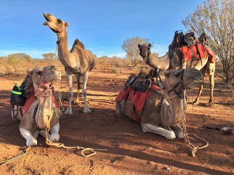 Broken Hill Camels - Accommodation Burleigh 1