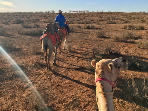Broken Hill Camels - Accommodation Burleigh 2