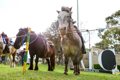 Canterbury Park Racecourse - Accommodation Burleigh 1