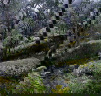 Cathedral Rock Track - Accommodation Burleigh