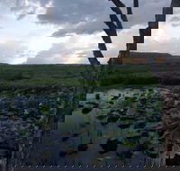 Fogg Dam Conservation Reserve - Accommodation Burleigh