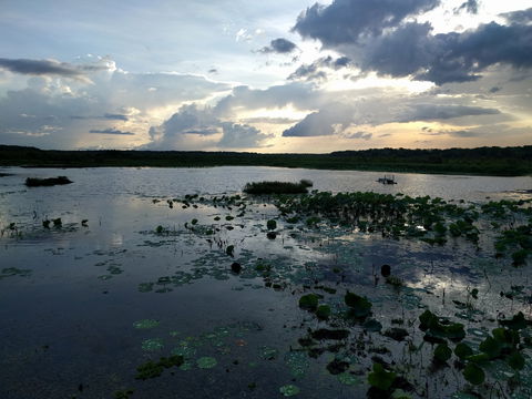 Fogg Dam Conservation Reserve - Accommodation Burleigh 1