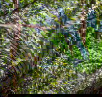 Great North walk - Palm Grove Nature Reserve - Accommodation Burleigh