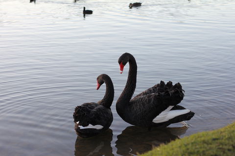 Lake Weeroona - Accommodation Burleigh 1