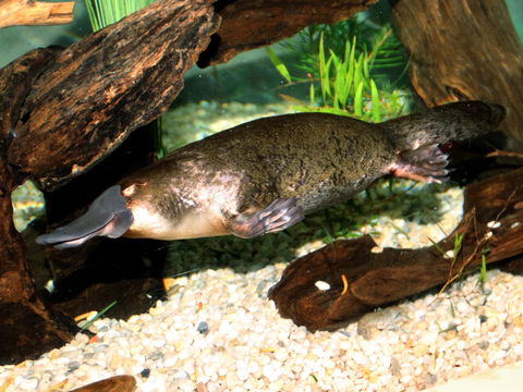 Platypus House - Accommodation Burleigh 0