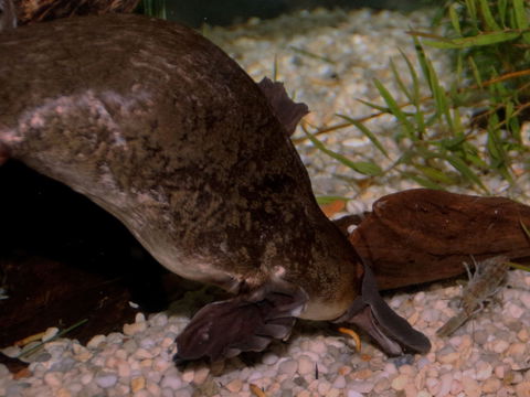 Platypus House - Accommodation Burleigh 1