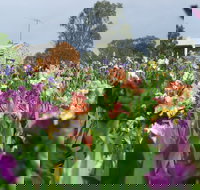 Smokin Heights Iris Display Garden - Accommodation Burleigh