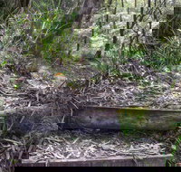 Tea Tree Falls Walking Track - Accommodation Burleigh
