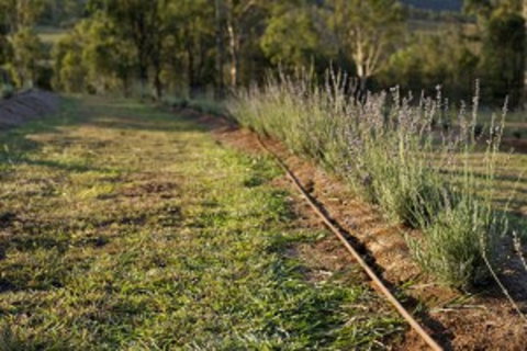 Thornton - Accommodation Burleigh 1