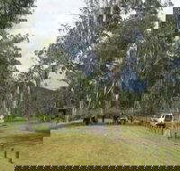 Chaelundi National Park - Accommodation Burleigh
