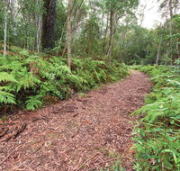 Forest Walking Track Gibraltar Range National Park - Accommodation Burleigh