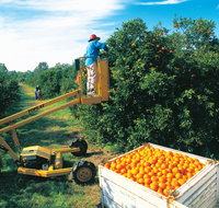 Gayndah's Big Orange - Accommodation Burleigh