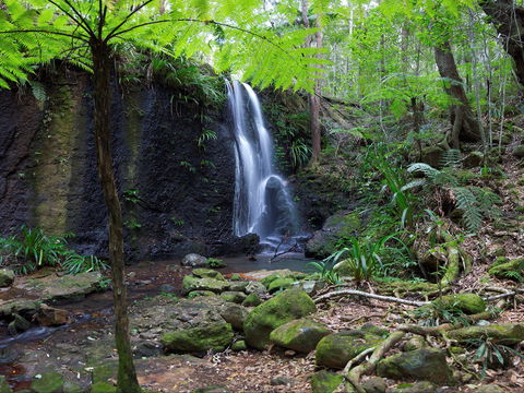 Gold Coast Hinterland Great Walk - Accommodation Burleigh 1
