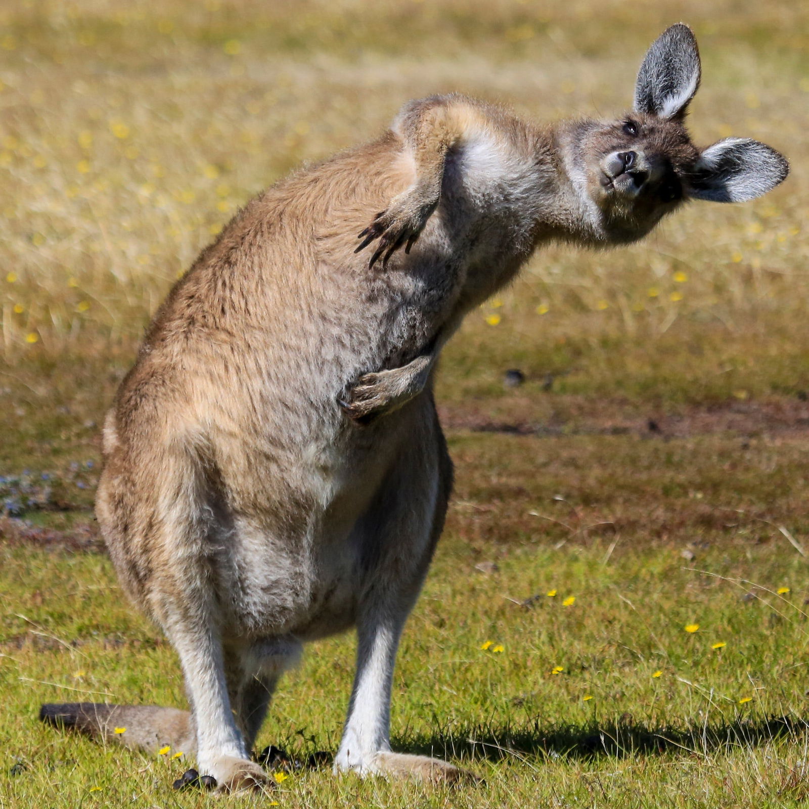 Squeaking Point TAS Accommodation Burleigh