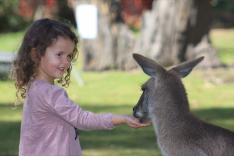 Potoroo Palace Native Animal Sanctuary - Accommodation Burleigh 1