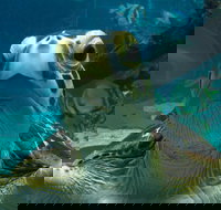 Reef HQ Aquarium - Accommodation Burleigh