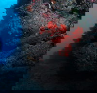 Stepping Stones Dive Site - Accommodation Burleigh