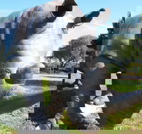 Tailem Bend Rhino Park and Dickson Reserve - Accommodation Burleigh