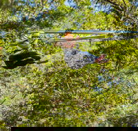 TreeTop Crazy Rider - Accommodation Burleigh