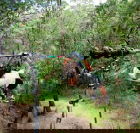 TreeTop Challenge - Accommodation Burleigh