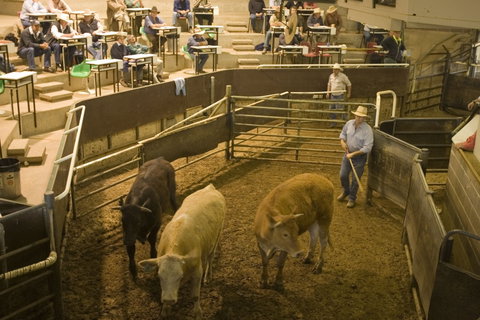 Wagga Wagga Livestock Marketing Centre - Accommodation Burleigh 0