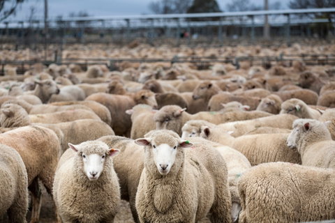 Wagga Wagga Livestock Marketing Centre - Accommodation Burleigh 1