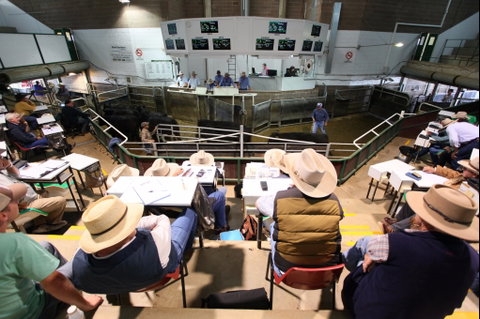Wagga Wagga Livestock Marketing Centre - Accommodation Burleigh 2