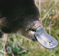 Warrawong Wildlife Sanctuary - Accommodation Burleigh