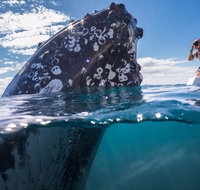Whale Watching - Accommodation Burleigh